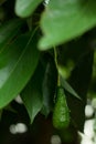 The avocados on the tree.,Green leaves and bokeh light on the b Royalty Free Stock Photo