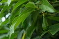 The avocados on the tree.,Green leaves and bokeh light on the b Royalty Free Stock Photo