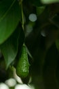 The avocados on the tree.,Green leaves and bokeh light on the b Royalty Free Stock Photo