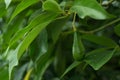 The avocados on the tree.,Green leaves and bokeh light on the b Royalty Free Stock Photo