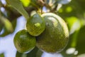 Avocados on a tree, Kenya Royalty Free Stock Photo