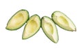 Avocatto on a white background