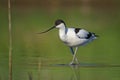 Avocet Royalty Free Stock Photo