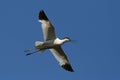 Avocet