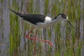 Avocet