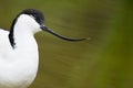 Avocet Royalty Free Stock Photo