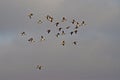 Avocet Flock circling SouthEast City Park Public Fishing Lake.