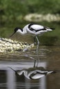Avocet iconic wading bird in shallow water.