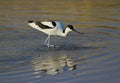 Avocet