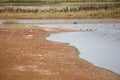 Avocet and other birds in wetlands Royalty Free Stock Photo