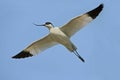 Avocet ( Recurvirostra avosetta ) Royalty Free Stock Photo