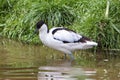 Avocet