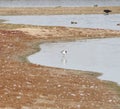 Avocet wading in shallow waters Royalty Free Stock Photo