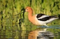 Avocet Walking by Plants in Lake Royalty Free Stock Photo