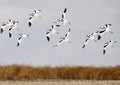 Avocets Group