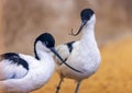 Avocets - Recurvirostra avosetta Royalty Free Stock Photo