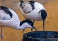Avocets - Recurvirostra avosetta Royalty Free Stock Photo
