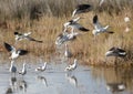 Avocets Take-Off