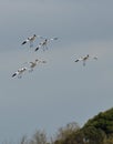 Avocets team in landing