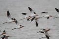 American Avocets in Flight