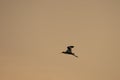 Avocette Elegante roseus shot in tunisia Royalty Free Stock Photo