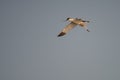 `avocette elegante` shot in tunisia Royalty Free Stock Photo
