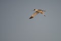 `avocette elegante` shot in tunisia