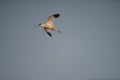 `avocette elegante` shot in tunisia Royalty Free Stock Photo