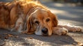 Avoid Hot Surfaces Keep pets off hot pavement, sidewalks, and other surfaces that can quickly become too hot for their paws, which