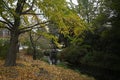 Avon River and Autumn Leaves, Christchurch, New Zealand