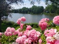 Pink Blooms on the Avon River
