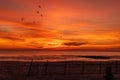 flock of shore birds and seagulls silhouetted against the bright sunrise clouds over the Atlantic Ocean