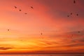 flock of shore birds and seagulls silhouetted against the bright sunrise clouds over the Atlantic Ocean Royalty Free Stock Photo