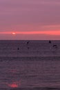 sunrise sky with shore birds and seagulls flying over the Atlantic Ocean near the Shark River Inlet Royalty Free Stock Photo