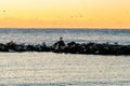 Shore birds and seagulls on the Jetty at sunrise on a calm winter morning Royalty Free Stock Photo