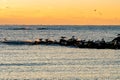 Shore birds and seagulls on the Jetty at sunrise on a calm winter morning Royalty Free Stock Photo