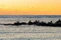 Shore birds and seagulls on the Jetty at sunrise on a calm winter morning Royalty Free Stock Photo