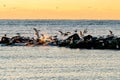 Shore birds and seagulls on the Jetty at sunrise on a calm winter morning Royalty Free Stock Photo