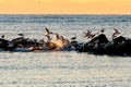 Shore birds and seagulls on the Jetty at sunrise on a calm winter morning Royalty Free Stock Photo