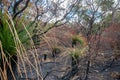 Avon Valley National Park burned landscape after wild fire in Western Australia Royalty Free Stock Photo