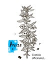 Avran Cratiola officinalis , medicinal plant. Hand drawn botanical illustration