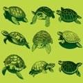 Turtle hand drawn sketch Vector illustration Royalty Free Stock Photo