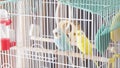 Awaiting Freedom - A Caged Yellow Beautiful Australian Parrot. Big colorful parrot in the white cage. two wavy parrots