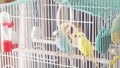 Awaiting Freedom - A Caged Yellow Beautiful Australian Parrot. Big colorful parrot in the white cage. two wavy parrots Royalty Free Stock Photo