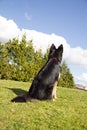 Awaiting instructions from my master. A dog waits on top of a hill looking for its master.