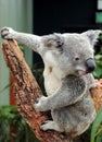 Awake Koala Bear Climbing In A Tree NSW Australia Royalty Free Stock Photo