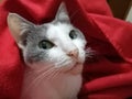 Awake and watching a grey and white cat with red blanket