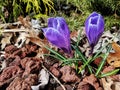 Awaken crocuses of spring Royalty Free Stock Photo