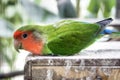 Awaken Parakeet Royalty Free Stock Photo