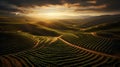 Majestic Aerial View of Sprawling Vineyard at Sunrise Bathed in Soft Morning Light. Generative Ai